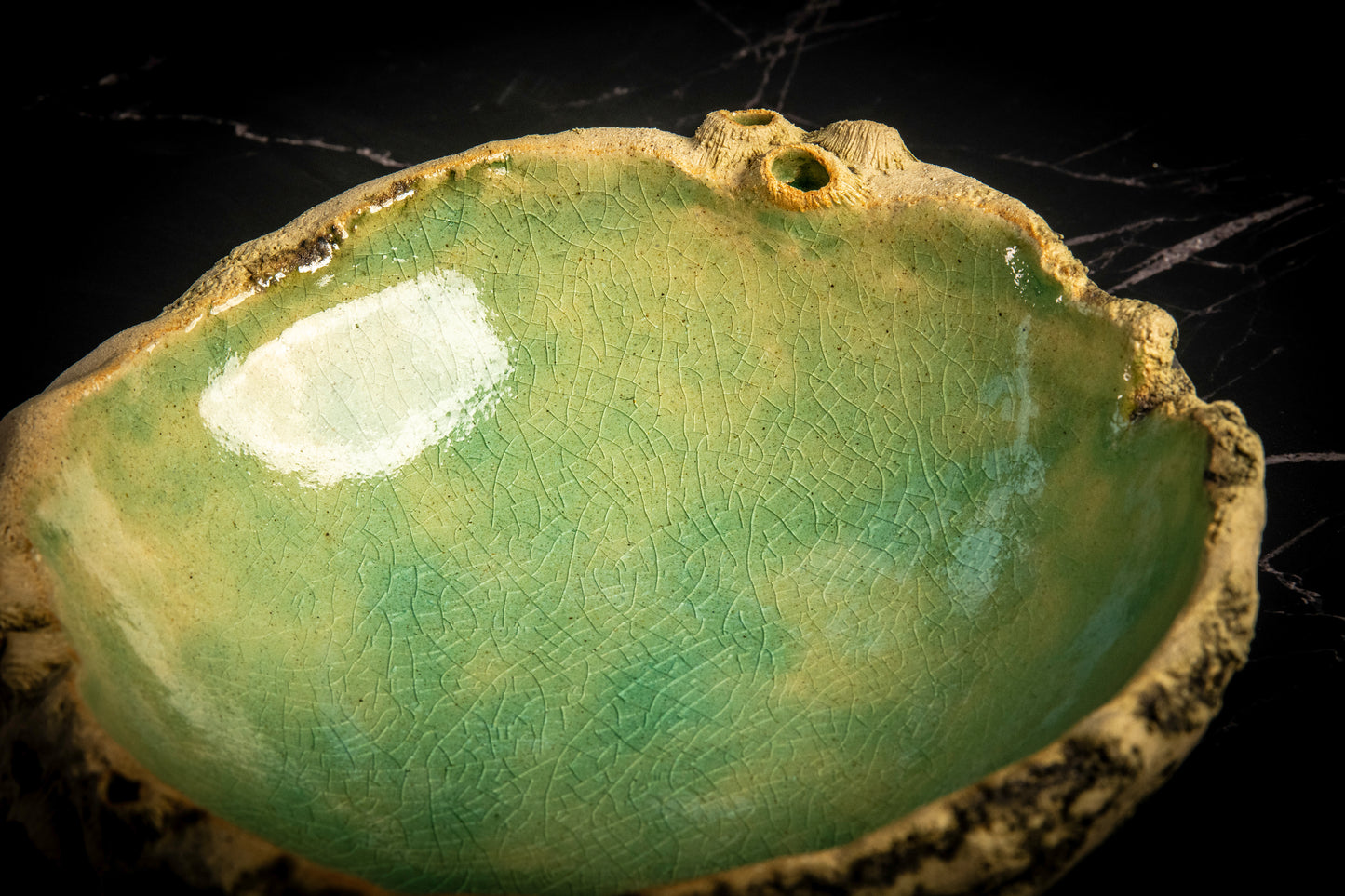 Concave Plate Sea Limpets