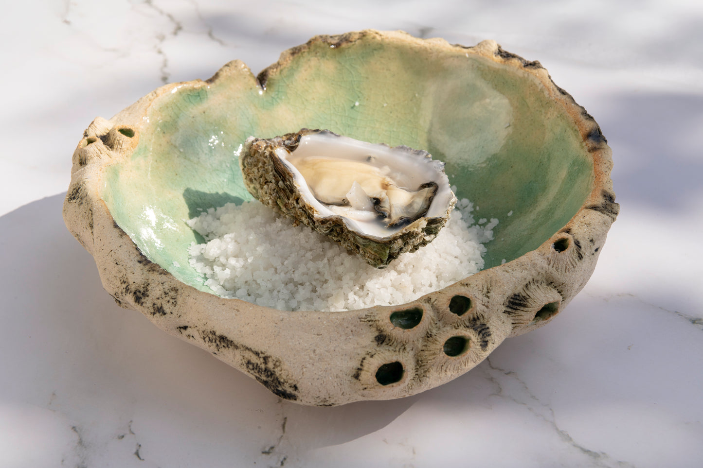 Concave Plate Sea Limpets